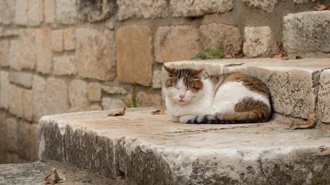 Relaxed cat resting on ancient stone steps with rustic brick wall background in peaceful outdoor setting
