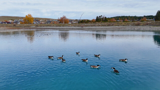 Canada Geese Swimming on Turquoise Water of Lake Tekapo in Autumn