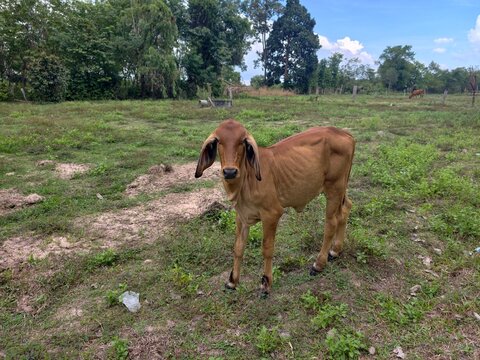 The cows are in the field.