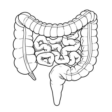 A black and white illustration of the human digestive system