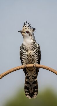 A striking cuckoo bird with a crested head perches on a branch