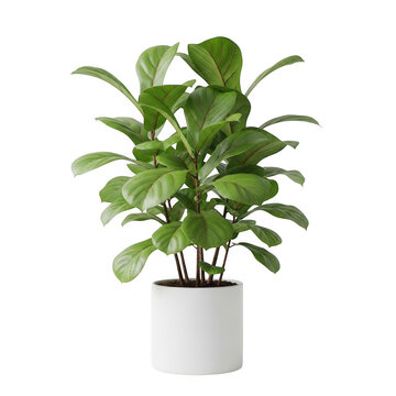 Fiddle leaf fig plant in white pot isolated on transparent background