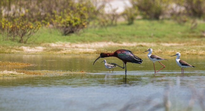 Glossy Ibis and black-winged stilts foraging in the coastal wetlands 