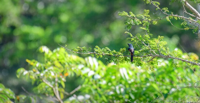 Small minivet male bird perched among green tropical foliage, view from the bird's back.