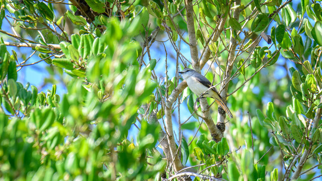 Small minivet female bird perched among green tropical foliage, colorful wild bird hidden in forest habitat