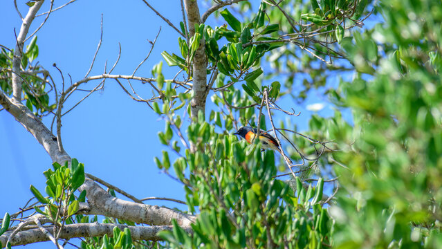 Small minivet male bird perched among green tropical foliage, a colorful wild bird hidden in a forest habitat