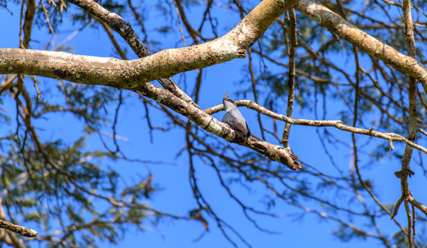 Crested Treeswift perched on a tree branch against the blue sky