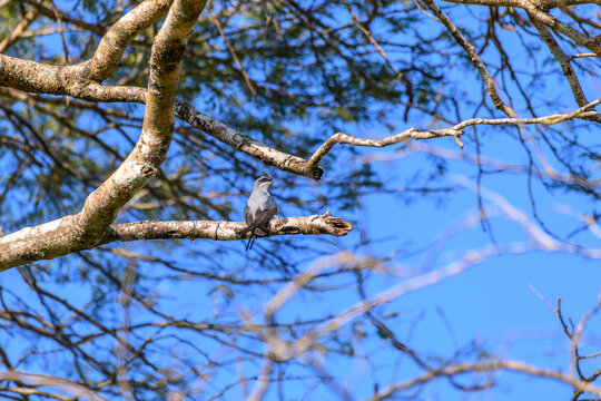 Crested Treeswift perched on a tree branch against the blue sky