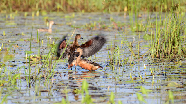 Lesser whistling ducks in a wetland marsh habitat with wings spread in a natural wildlife scene