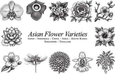 Naklejka premium Asian Flower Varieties. Graphic Drawing, Engraving Style Vector Illustration
