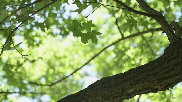 Green maple leaves swaying gently in the wind