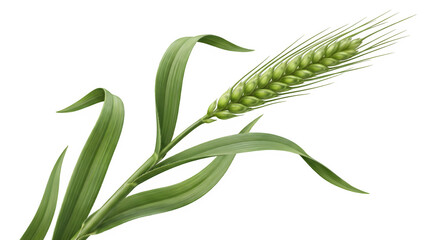 Fototapeta premium Green wheat ear with leaves on white background for food and agriculture concepts