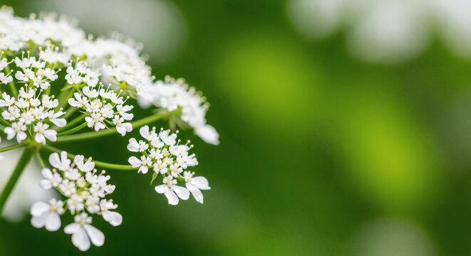 White cow parsley flowers blooming in a lush green garden during the bright spring season with soft natural lighting