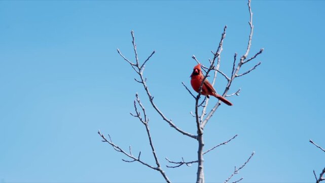 Northern Cardinal Perching On Branch In Forest Nova Scotia Canada Close Up Red Bird Early Spring Wildlife Scene Natural Habitat Slow Motion 4K