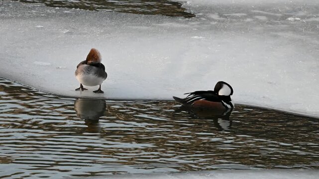 Video shows two ducks standing on a sloping shoreline of a lake with melting ice and gently rippling water.