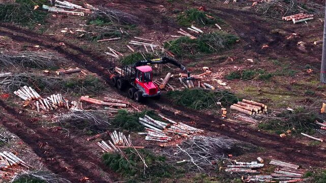 Logging machine harvesting logs on clear-cut land for wood production, aerial view