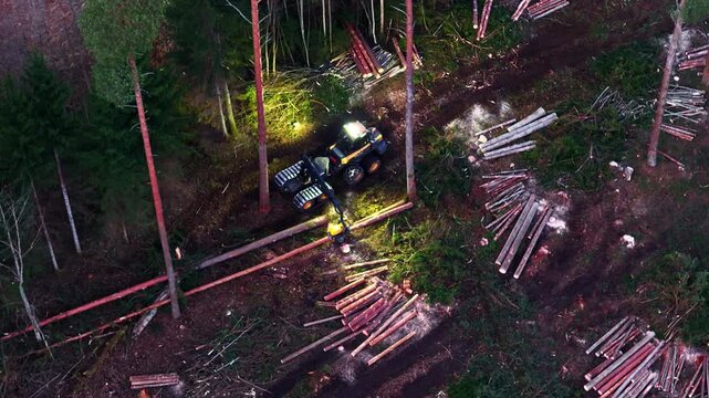 Harvester operator cutting down trees and sawing to length in a forest deforestation operation at night