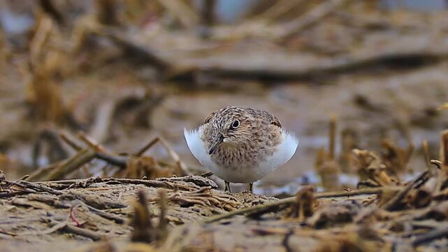 Close up of a curious Temminck's Stint (Calidris temminckii) shorebird on a muddy wetland mudflat, staring directly at the camera with its head tilted and fluffy wings fanned out.