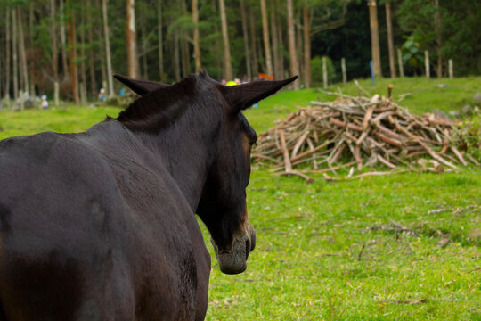 image of a brown donkey or mare with a deeply sad and overwhelmed look