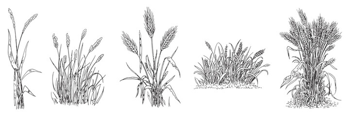 Vector Set of Ornamental Grasses in Elevation View for Architectural Drawings. Isolated Landscape Design Elements for CAD and Urban Planning Projects ©  