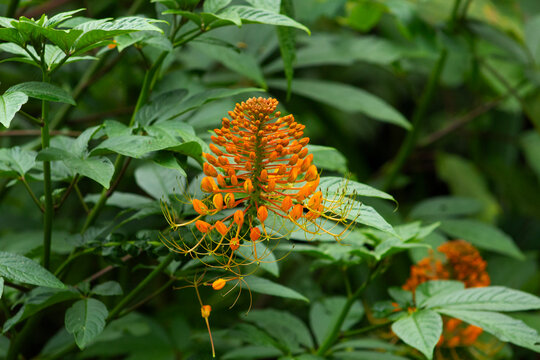 Image of a Cleomaceae plant (Podandrogyne) of orange color growing in the middle of the forest and receiving sunlight