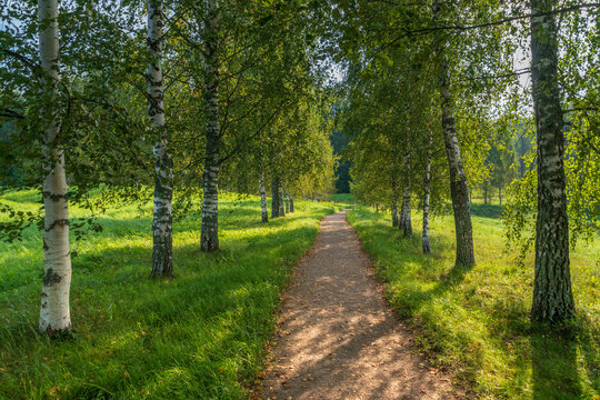 Birch alley on the shore of Gannibal Pond in the Petrovskoye Estate of the Pushkin Natural Landscape Reserve on a sunny summer day, Pushkinskiye Gory, Pskov region, Russia