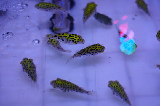 The green pufferfish wanders in the water