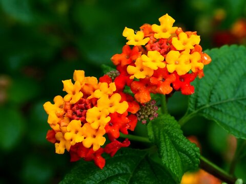 Vibrant lantana camara blossoms showing orange and yellow colors in natural garden