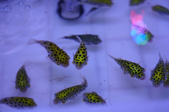 The green pufferfish wanders in the water