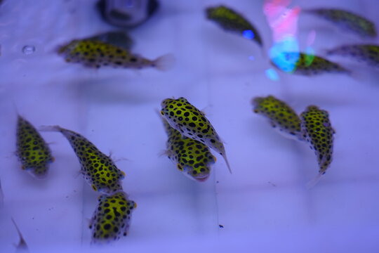 The green pufferfish wanders in the water