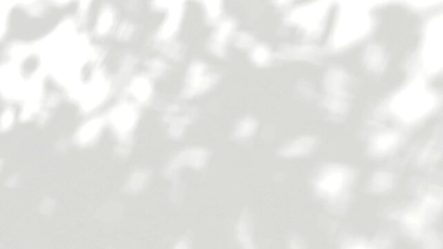 Relaxation serene shadow tree leaves closeup motion on white backgrounds video rendering
