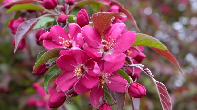 Beautiful vibrant pink crabapple blossoms swaying gently in spring breeze.