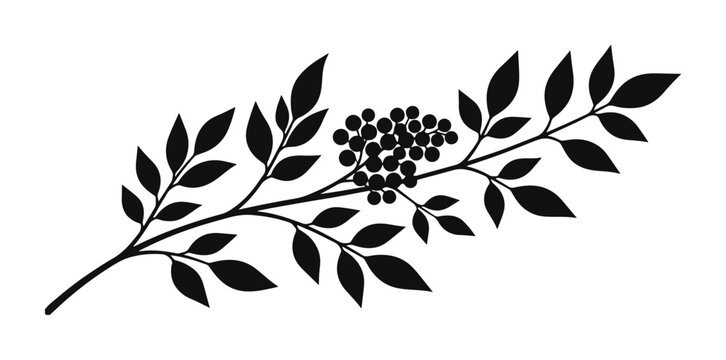 Minimalist black elderberry branch vector, elegant botanical illustration with berries and leaves. Simple graphic design element for natural themes, health, and wellness concepts.