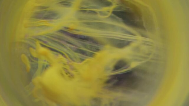 Ink blob blur. Smoke whirl. Yellow color fume trickles floating in round frame on dark purple background glowing abstract art swirl.