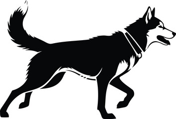 Walking husky dog vector illustration, purebred dog in motion, canine animal silhouette. © MdSaddam