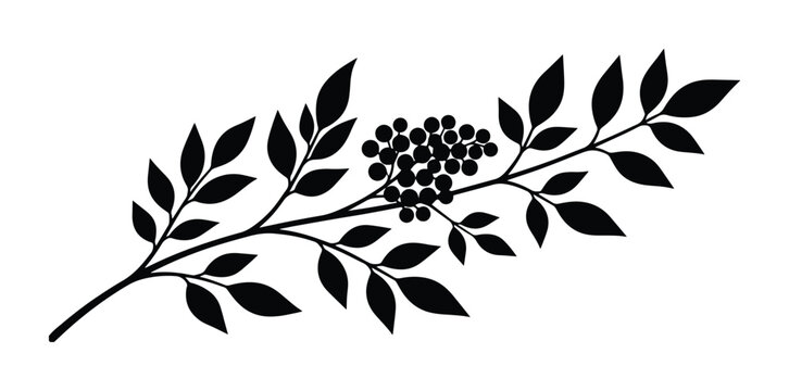Minimalist black elderberry branch vector, elegant botanical illustration, natural organic design element, decorative plant silhouette for branding and packaging