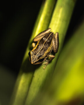 Coqui Comun from Puerto Rico