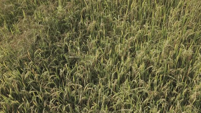 Detailed drone shot hovering over a vast field of mature lush green and golden rice crops swaying in the wind ready for harvesting in a peaceful agricultural landscape in Asia