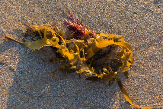 Seaweed washed up onto a sandy beach.