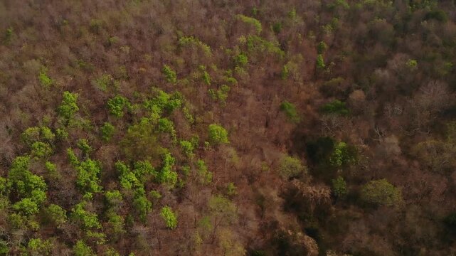 A arial view of northern Thailand's dry dipterocarp forest captured from a drone, showcasing nature's season change and global warming.