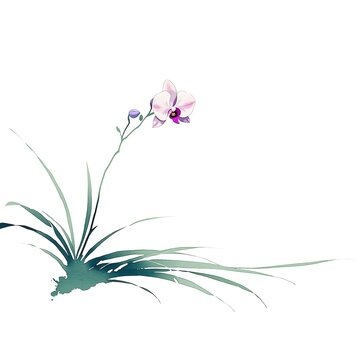 Minimalist traditional east Asian painting single orchid plant plain white background light pink white blossom droops slender light green stem upper center cluster thin pointed leaves bottom left fann