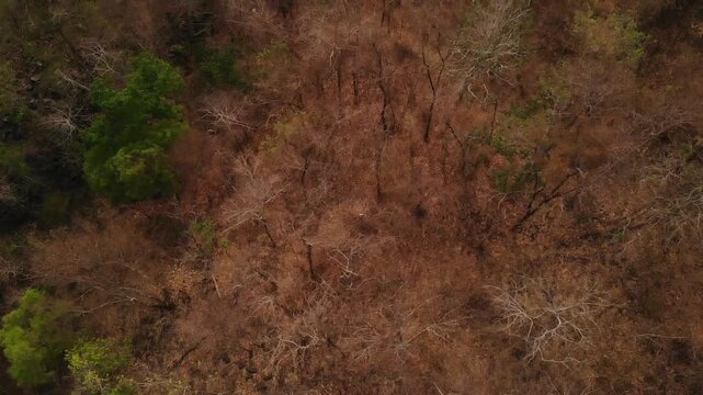 A arial view of northern Thailand's dry dipterocarp forest captured from a drone, showcasing nature's season change and global warming.