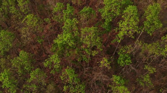 A arial view of northern Thailand's dry dipterocarp forest captured from a drone, showcasing nature's season change and global warming.