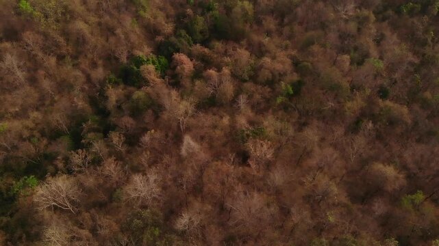 A arial view of northern Thailand's dry dipterocarp forest captured from a drone, showcasing nature's season change and global warming.
