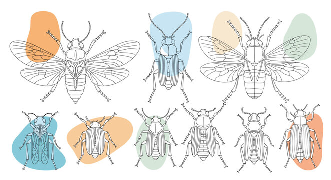 Scientific collection of various insect line drawings like beetles and cicadas over soft colored abstract shapes.