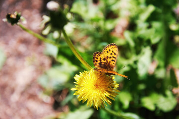 Macro shot of an orange fritillary butterfly feeding on a bright yellow dandelion flower in a sunlit spring meadow © serebryannikov