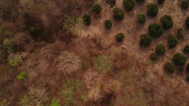 A arial view of northern Thailand's dry dipterocarp forest captured from a drone, showcasing nature's season change and global warming.