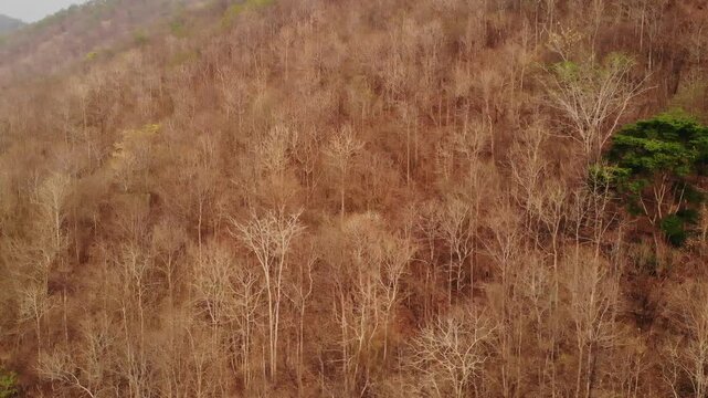A arial view of northern Thailand's dry dipterocarp forest captured from a drone, showcasing nature's season change and global warming.