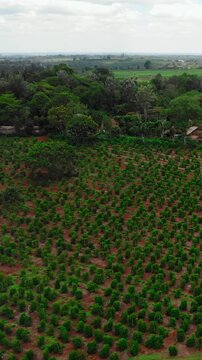 Farm Area With Water Features, Rural Farmland With Irrigation Pond And Natural Vegetation Surrounds. Media