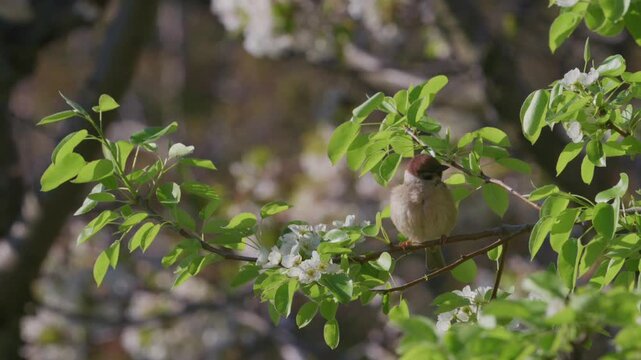Two Eurasian tree sparrows interacting and preening among blossoming pear branches in spring, one flying off, slow motion, Bulgaria